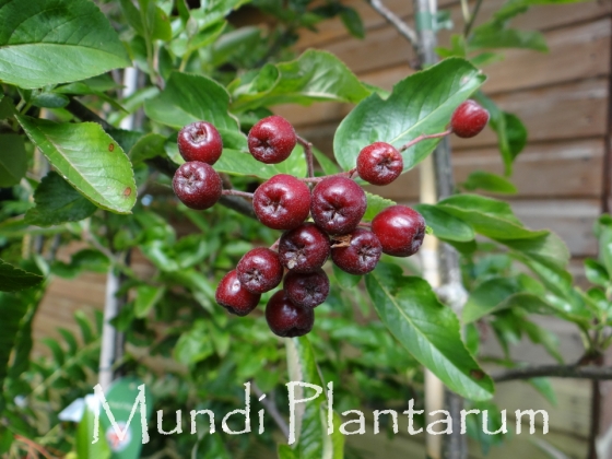 (x) Sorbaronia fallax 'Likjornaja' | Mundi Plantarum